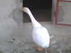 swan