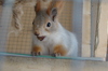 Squirrel Chum (male)