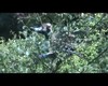 Eurasian Jay (Feeding picture 3)
