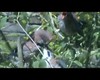 Eurasian Jay (Feeding picture 6)