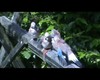 Eurasian Jay (Feeding picture 7)