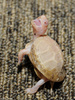 Albino Eastern Box Turtle (Terrapene carolina carolina)100