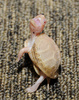 Albino Eastern Box Turtle (Terrapene carolina carolina)101