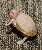 Albino Eastern Box Turtle (Terrapene carolina carolina)102