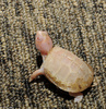 Albino Eastern Box Turtle (Terrapene carolina carolina)103