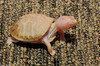 Albino Eastern Box Turtle (Terrapene carolina carolina)105