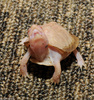 Albino Eastern Box Turtle (Terrapene carolina carolina)107