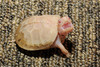 Albino Eastern Box Turtle (Terrapene carolina carolina)108