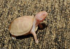 Albino Eastern Box Turtle (Terrapene carolina carolina)110
