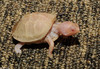 Albino Eastern Box Turtle (Terrapene carolina carolina)111