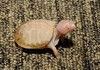 Albino Eastern Box Turtle (Terrapene carolina carolina)112