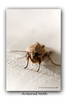 Moth