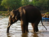 taming the wild elephant at dubare island, kodagu