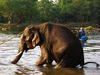 taming the wild elephant at dubare island, kodagu