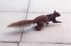 Squirrel Crossbreeding?