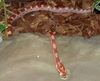 cornsnake