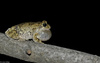 Gray Treefrog (Hyla versicolor)