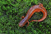 Northern Red Salamander (Pseudotriton ruber ruber)