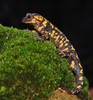 Salamandra salamandra