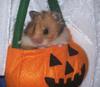 My Hamster