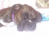 Boxer dog