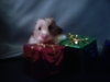 christmas hamster