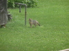 Coyote (immature??)