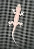 mediterranean gecko?