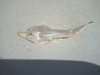 weird looking bottom feeder