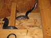 black ratsnake or northern black racerback?