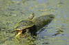 Eastern Painted Turtle (Chrysemys picta picta)100