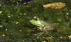 bullfrog