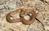 red-bellied snake