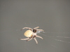 Orb spider?