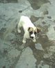 Lovly dog