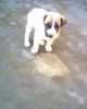 Lovly dog