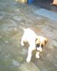 Lovly dog