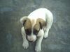 Lovly dog