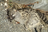 unknown cat found dead adjacent to railway line SW France