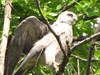 mississippi kite - Ictinia mississippiensis