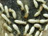 termite