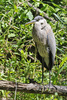 Great Blue Heron (Ardea herodias)