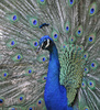 Indian Peafowl (Pavo cristatus)