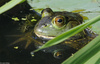 Bullfrog001