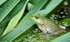 Bullfrog003