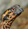 box turtle