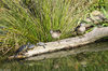 sliders with immature mallards