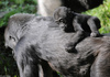 Baby Western Lowland Gorilla (Gorilla gorilla gorilla)006