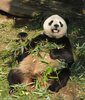 Giant Panda001