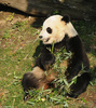 Giant Panda002